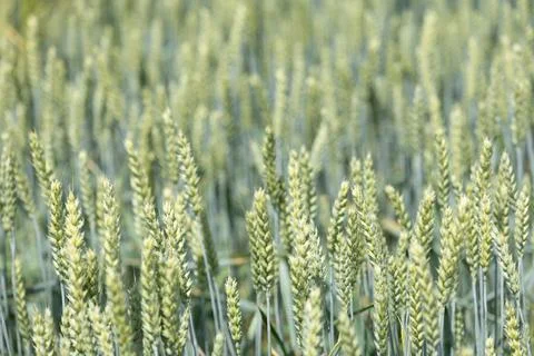 Wheat Field Closeup Stock Photos