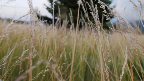 Wheat field closeup point of view moving through tall grass at dusk sunset, 4K Stock Footage 104922555