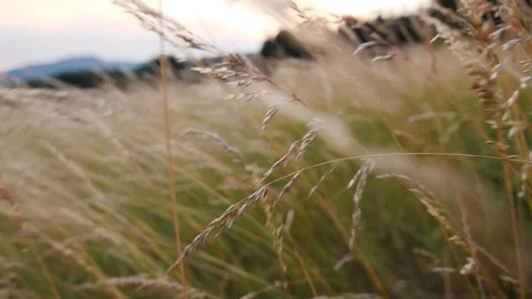 Wheat field closeup point of view walking through tall grass at dusk sunset, 4K Stock Footage 104922705