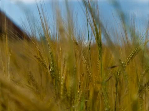 Wheat field closeup in thuringia at summer in thuringia Stock Photos