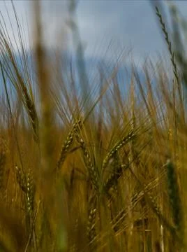 Wheat field closeup in thuringia at summer in thuringia Foto stock
