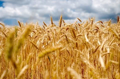 Wheat field with cloudy blue sky Stockfoto's