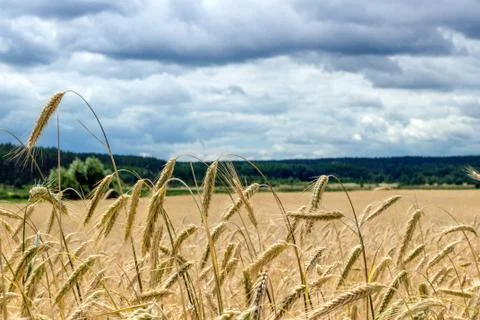 Wheat field on a cloudy cloudy day. Dark storm clouds over the wheat field. Stock Photos
