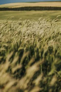 Wheat field with cloudy sky background Stock Photos