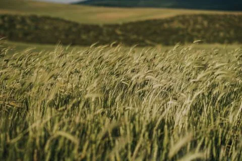 Wheat field with cloudy sky background Stock Photos