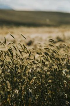 Wheat field with cloudy sky background Stock Photos