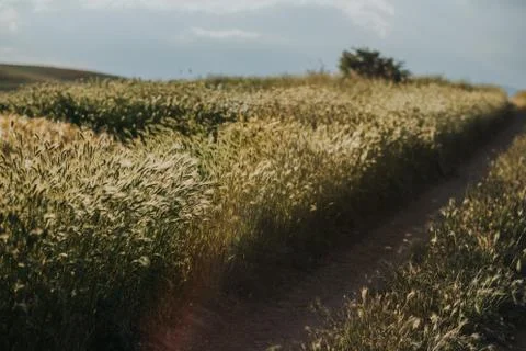 Wheat field with cloudy sky background Stock Photos