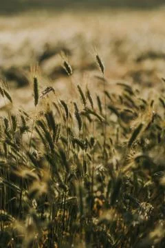 Wheat field with cloudy sky background Stock Photos