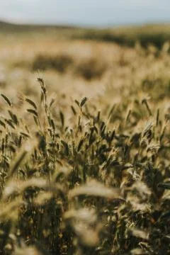 Wheat field with cloudy sky background Stock Photos