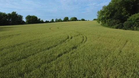 Wheat field coming up to trees on the right Video stock 317763025