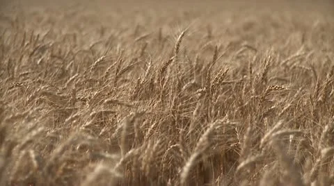 Wheat Field Compilation-3 shots Stock Footage 12138162