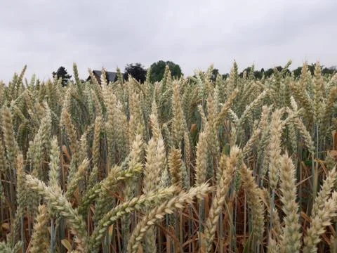 Wheat field corn Stock Photos