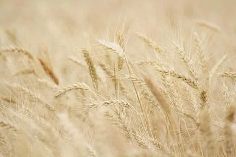 Wheat field. corn Stock Photos