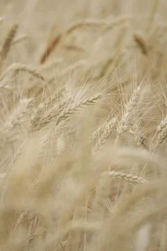 Wheat field. corn Stock Photos