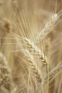 Wheat field. corn Stock Photos