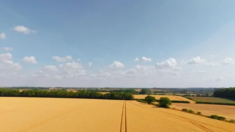 Wheat field countryside landscape beneath blue sky. Golden grain crops with Stock Footage 340553555
