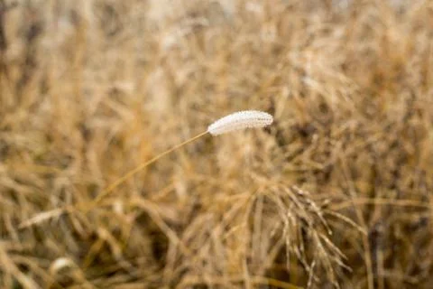 Wheat in field covered with dew drops. Stock Photos