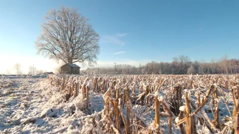 Wheat field covered of snow on winter Stock Footage 160546840