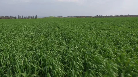 Wheat field crane up Stock Footage 125911943