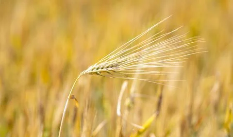 Wheat field creates soft selective background. Green wheat field supports Stock Photos