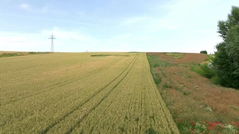 Wheat Field With Crop Circle In The Countryside - Drone Shot Stock Footage 280755941