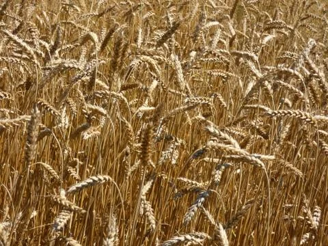 Wheat Field Crop Stock Photos