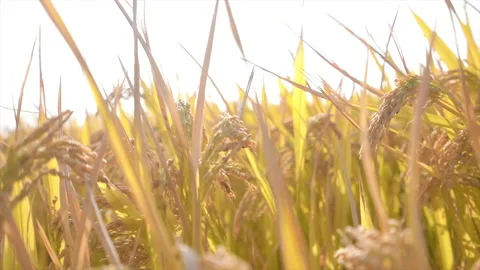 Wheat Field Crops in Sunlight Stock Footage 234918733