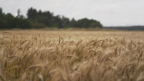 Wheat field crops, swaing in the wind. Serene landacpe theme. Stock Footage 142667403