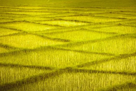 Wheat field with crossing rows. Background. Stock Photos