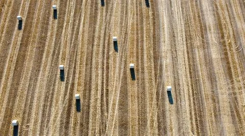 Wheat field cut and processed Stock Photos
