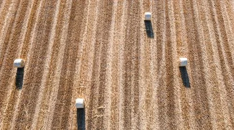 Wheat field cut and processed Stock Photos