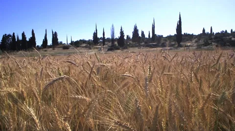 Wheat field with cypress Stock Footage 37662319