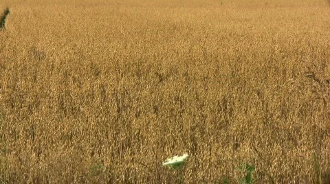 Wheat field with daisy Stock Footage 139170