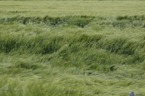 Wheat field damaged by the wind Stock Photos