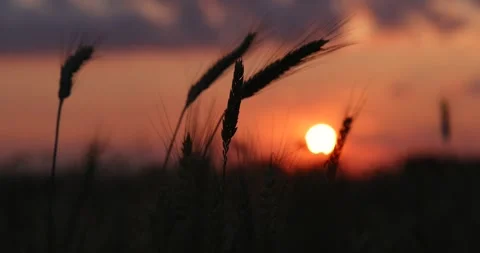 Wheat field dance in the wind at sunset Stock Footage 270995321