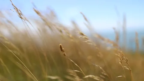 Wheat Field Dancing with the Wind Vídeos de archivo 139498210