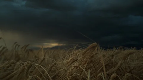 Wheat Field Dark Cloud Dolly Farm Sunset Stock Footage 115755382