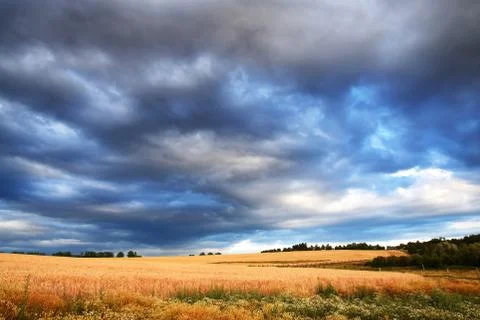 Wheat field with dark storm clouds before rain. Stock Photos