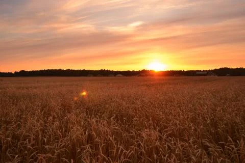 Wheat field at dawn Stock Photos