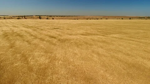 Wheat field at day Video stock 127550884
