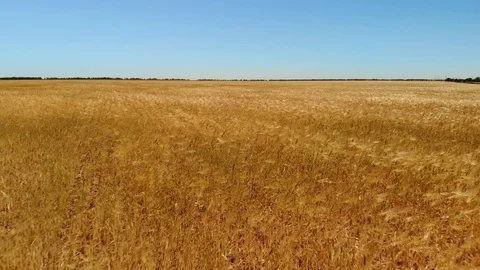 Wheat field at day Video stock 127550928