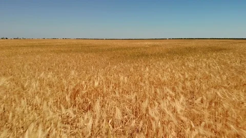 Wheat field at day Vidéo 127550965