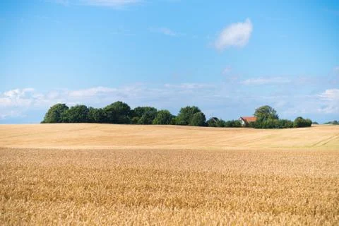 Wheat field in Denmark Stock Photos