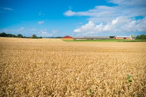 Wheat field in Denmark Stock Photos
