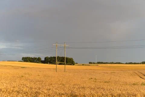 Wheat field in denmark Stock Photos
