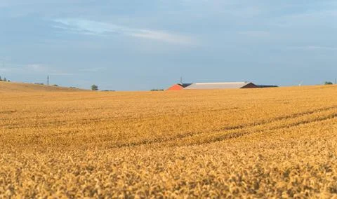 Wheat field in denmark Stock Photos