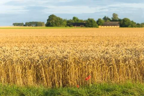 Wheat field in denmark Stock Photos