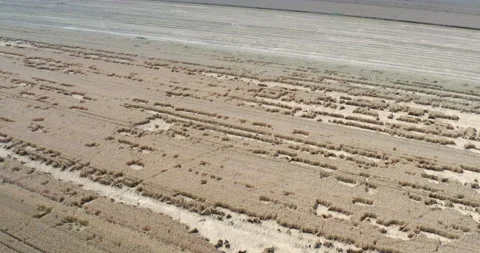 Wheat Field Destroyed by Wild Boars Stock Footage 149792404