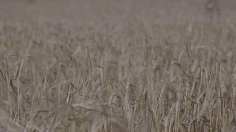 Wheat field detail Stock Footage 71491485