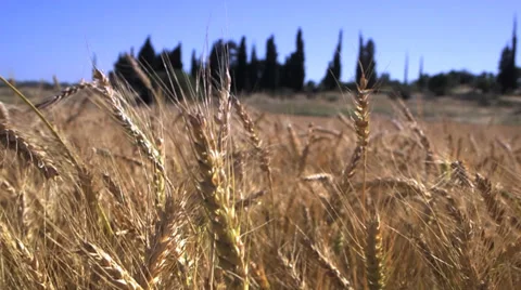 Wheat field dolly in close up Stock Footage 37662051